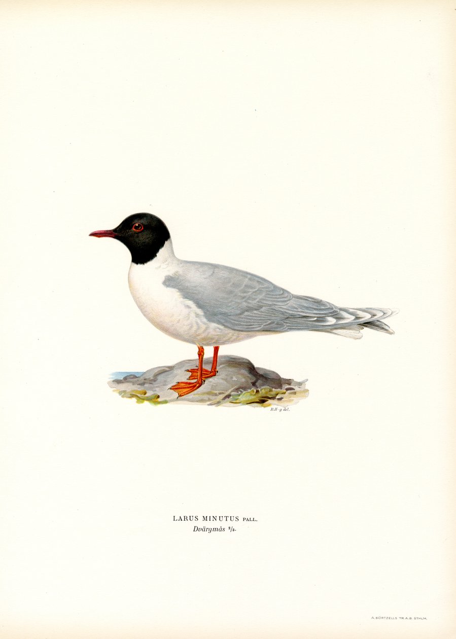Petite Mouette - Magnus Ferdinand and Wilhelm von Wright
