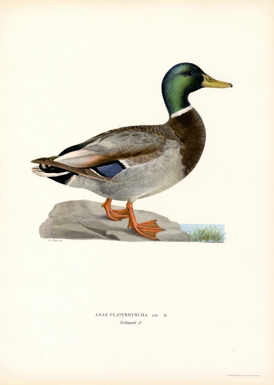 Canard Colvert - Magnus Ferdinand and Wilhelm von Wright