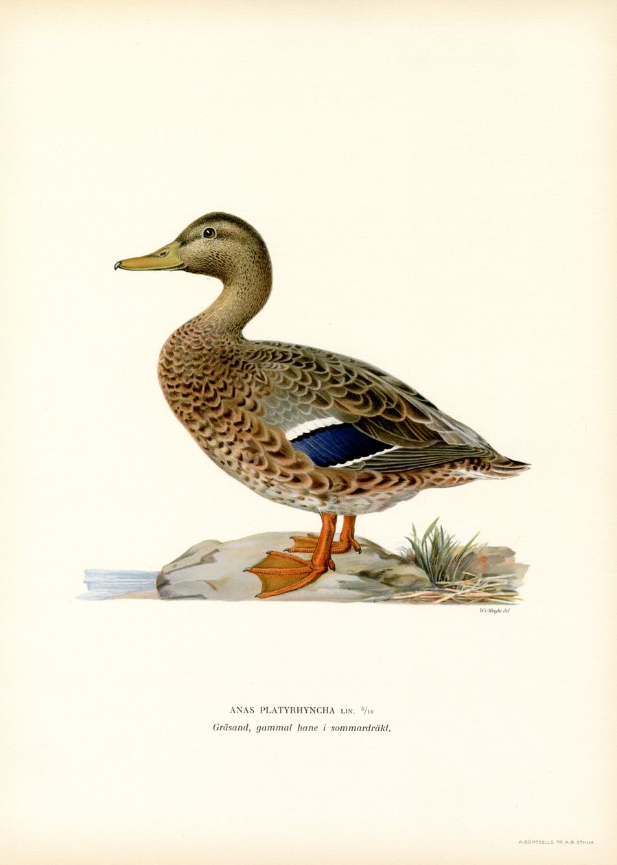 Canard colvert - Magnus Ferdinand and Wilhelm von Wright