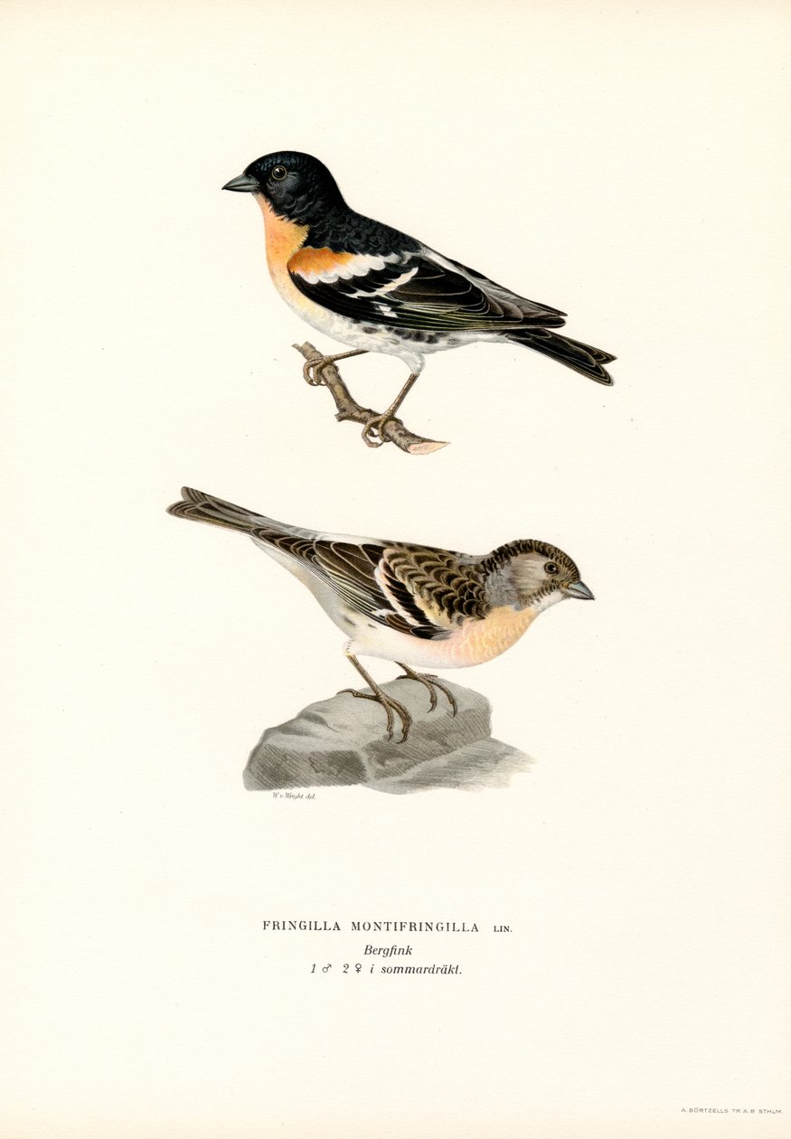 Pinson du Nord - Magnus Ferdinand and Wilhelm von Wright