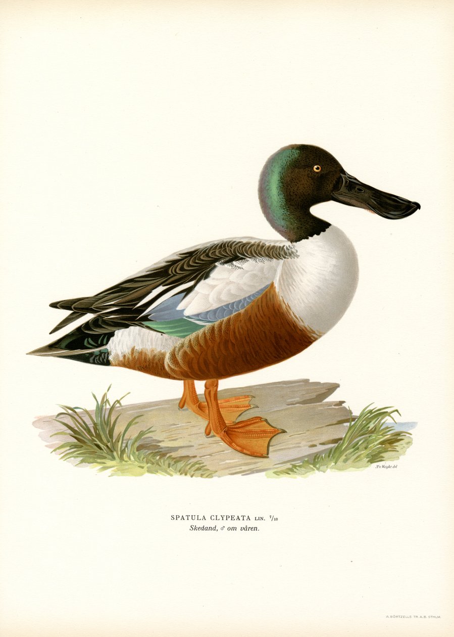 Canard souchet - Magnus Ferdinand and Wilhelm von Wright