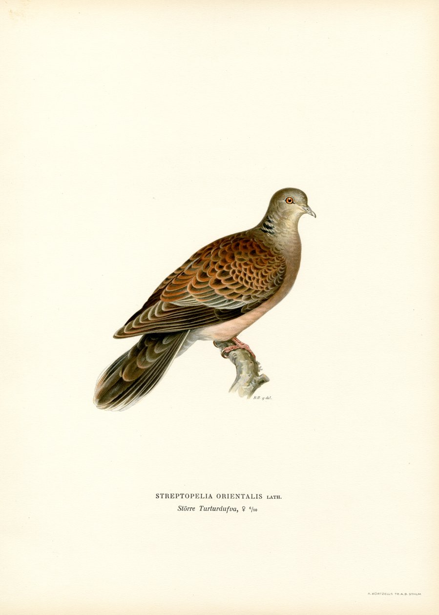 Tourterelle orientale - Magnus Ferdinand and Wilhelm von Wright