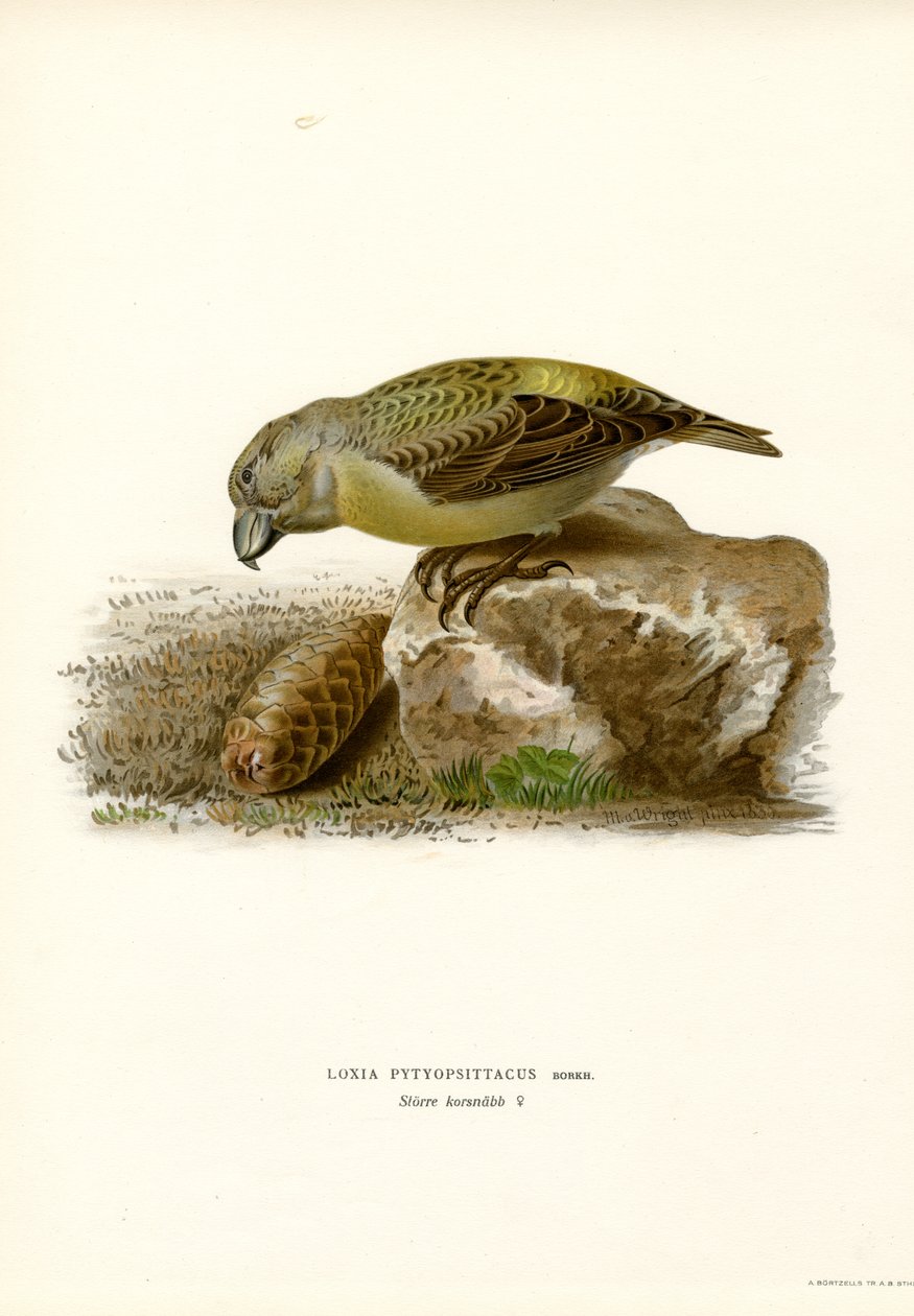 Bec-croisé perroquet - Magnus Ferdinand and Wilhelm von Wright
