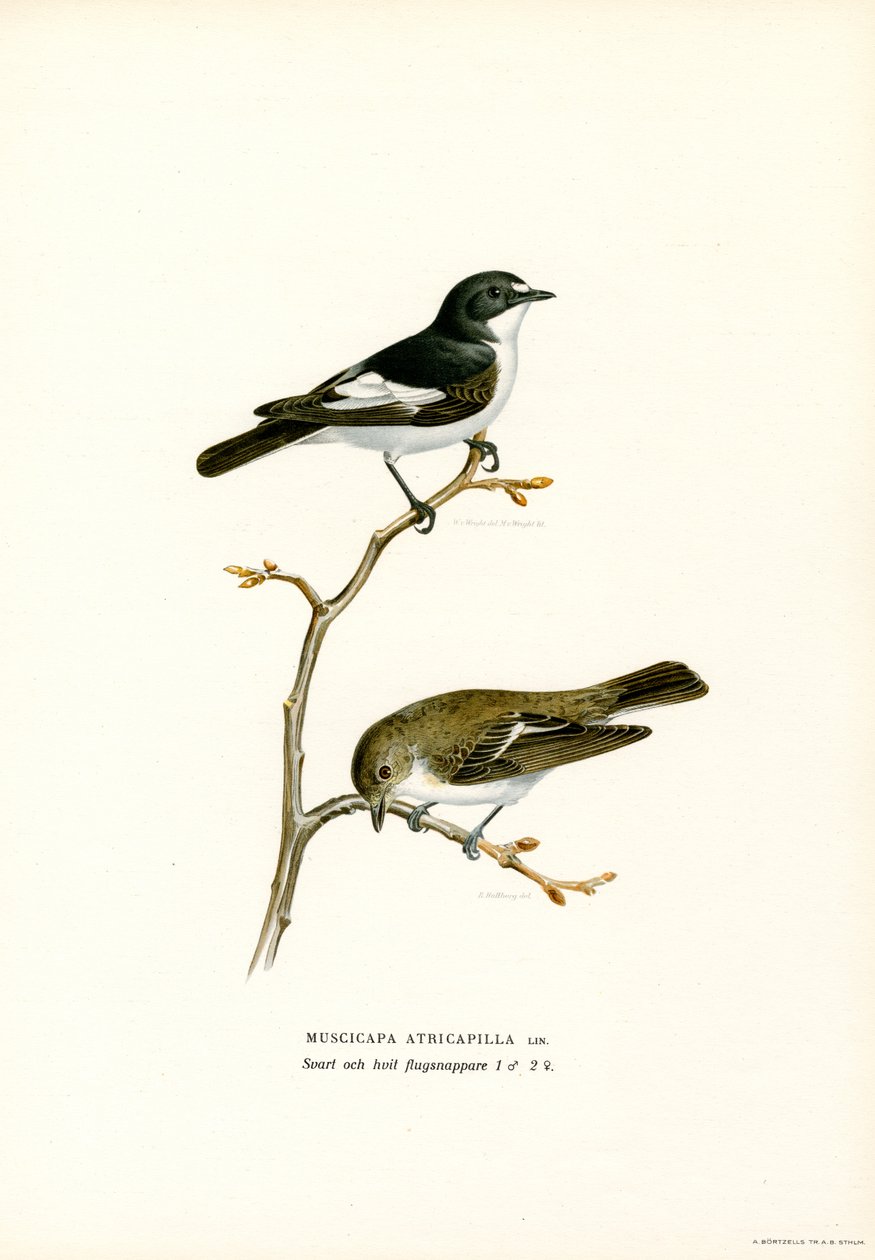 Gobemouche noir - Magnus Ferdinand and Wilhelm von Wright