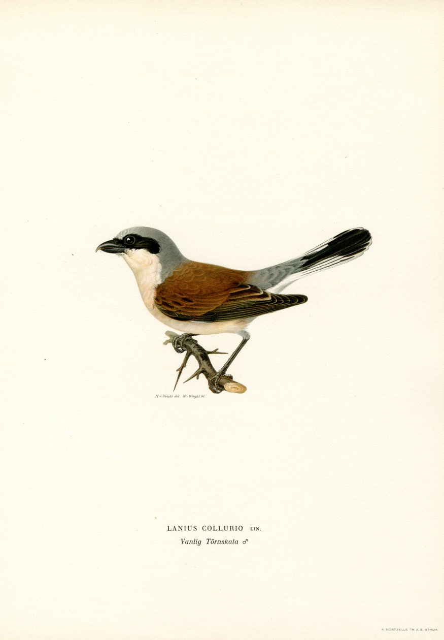 Pie-grièche écorcheur - Magnus Ferdinand and Wilhelm von Wright