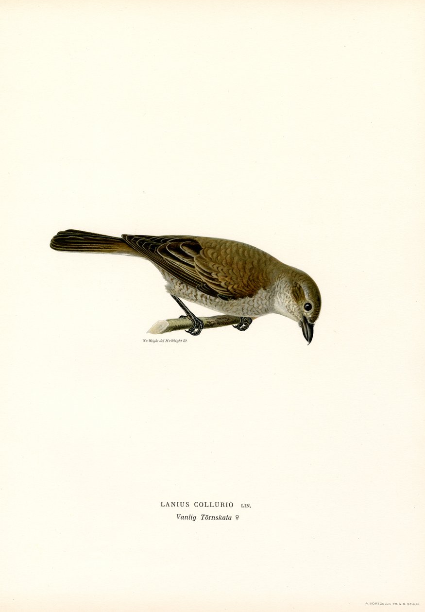 Pie-grièche écorcheur - Magnus Ferdinand and Wilhelm von Wright