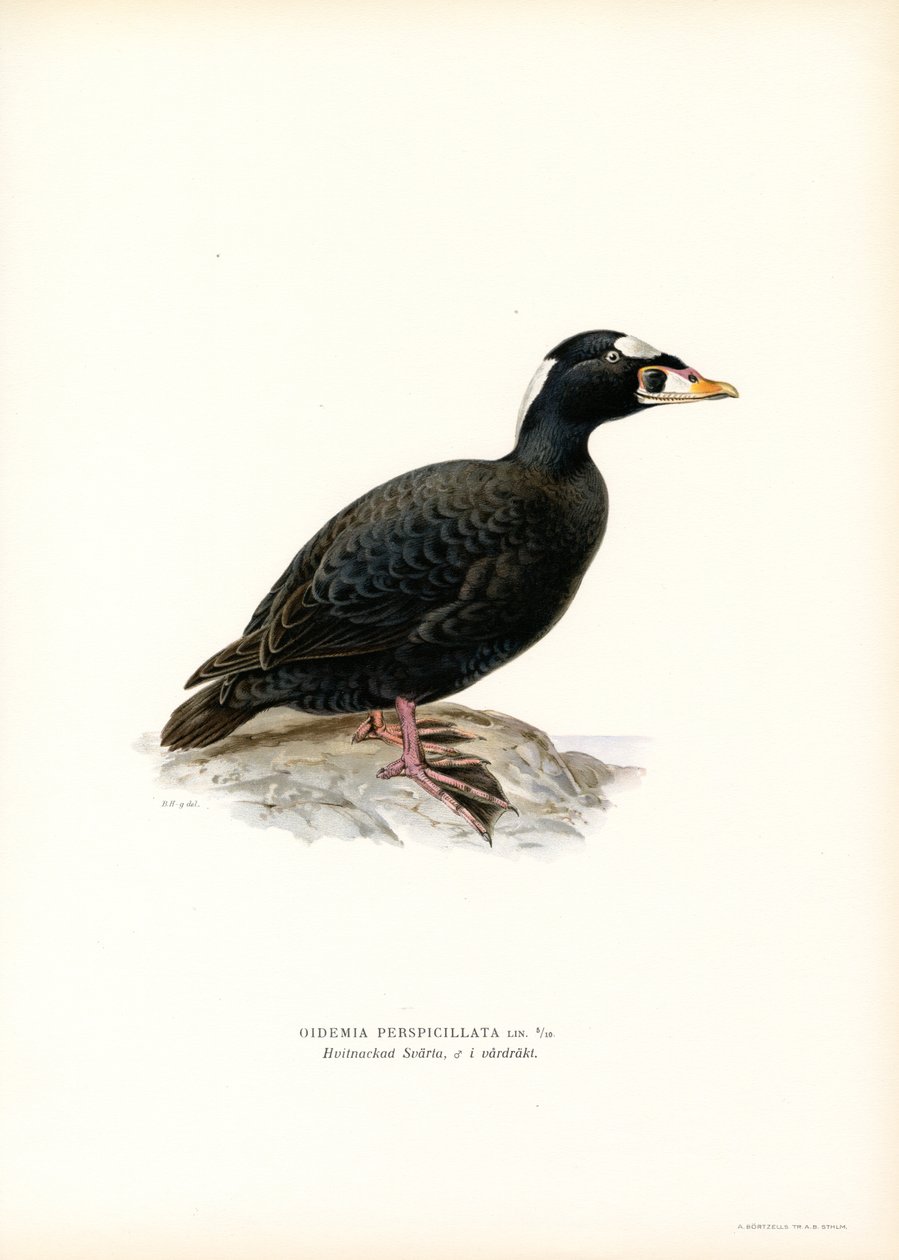 Macreuse à Bec Rouge - Magnus Ferdinand and Wilhelm von Wright