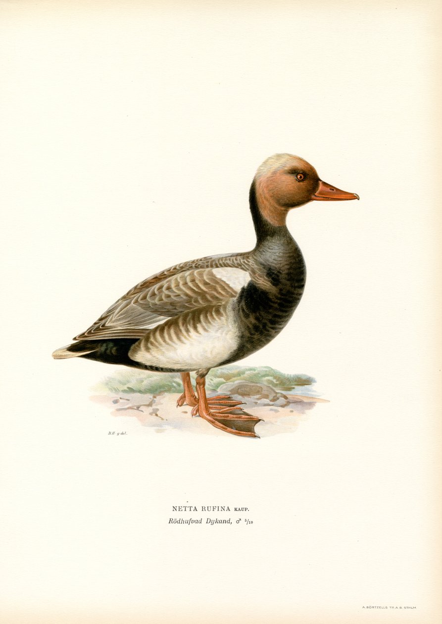 Nette rousse - Magnus Ferdinand and Wilhelm von Wright