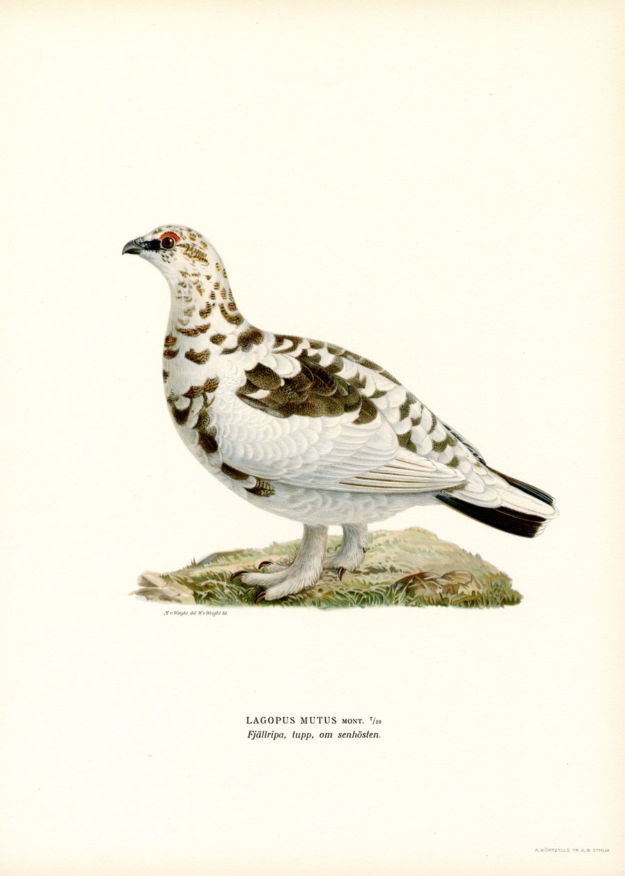 Lagopède alpin - Magnus Ferdinand and Wilhelm von Wright