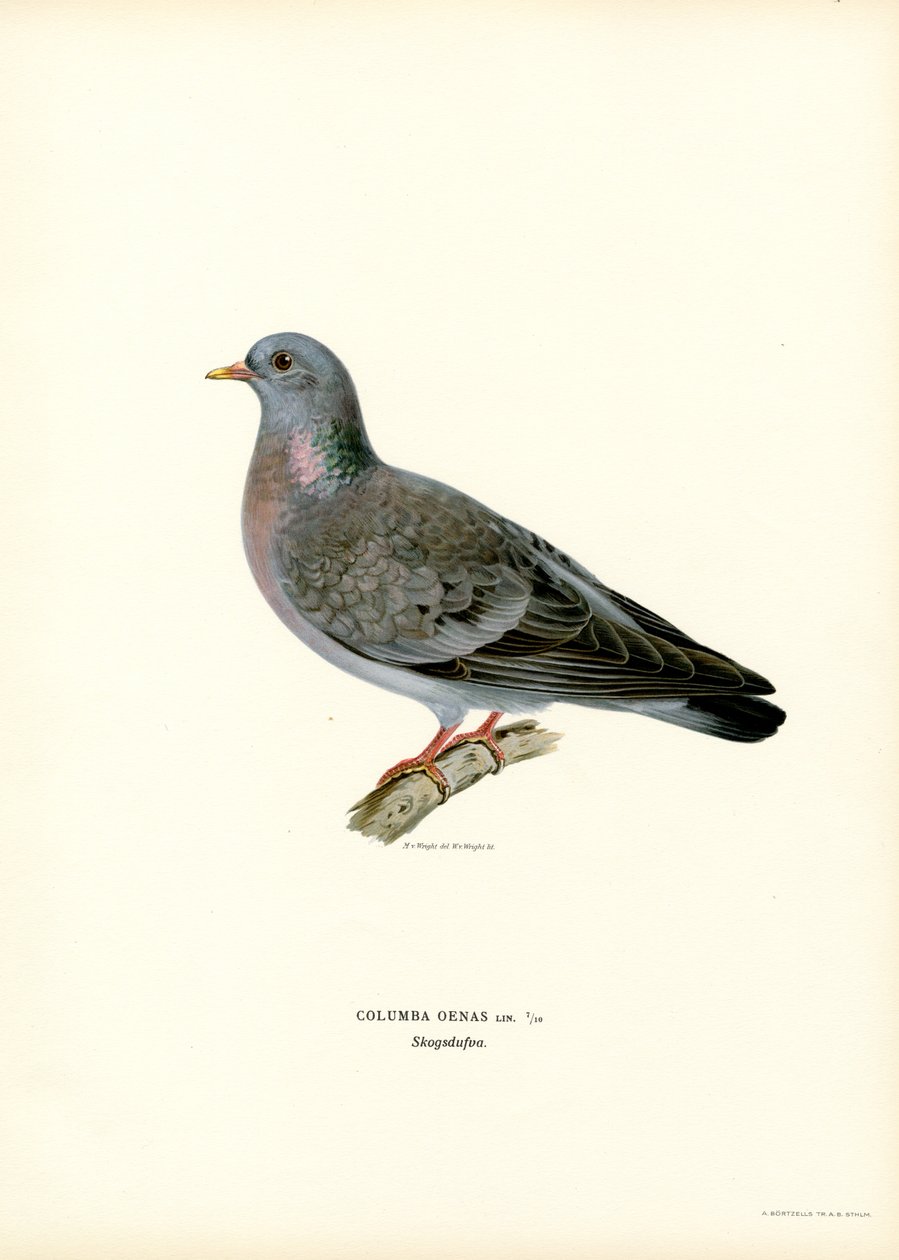 Pigeon Colombin - Magnus Ferdinand and Wilhelm von Wright