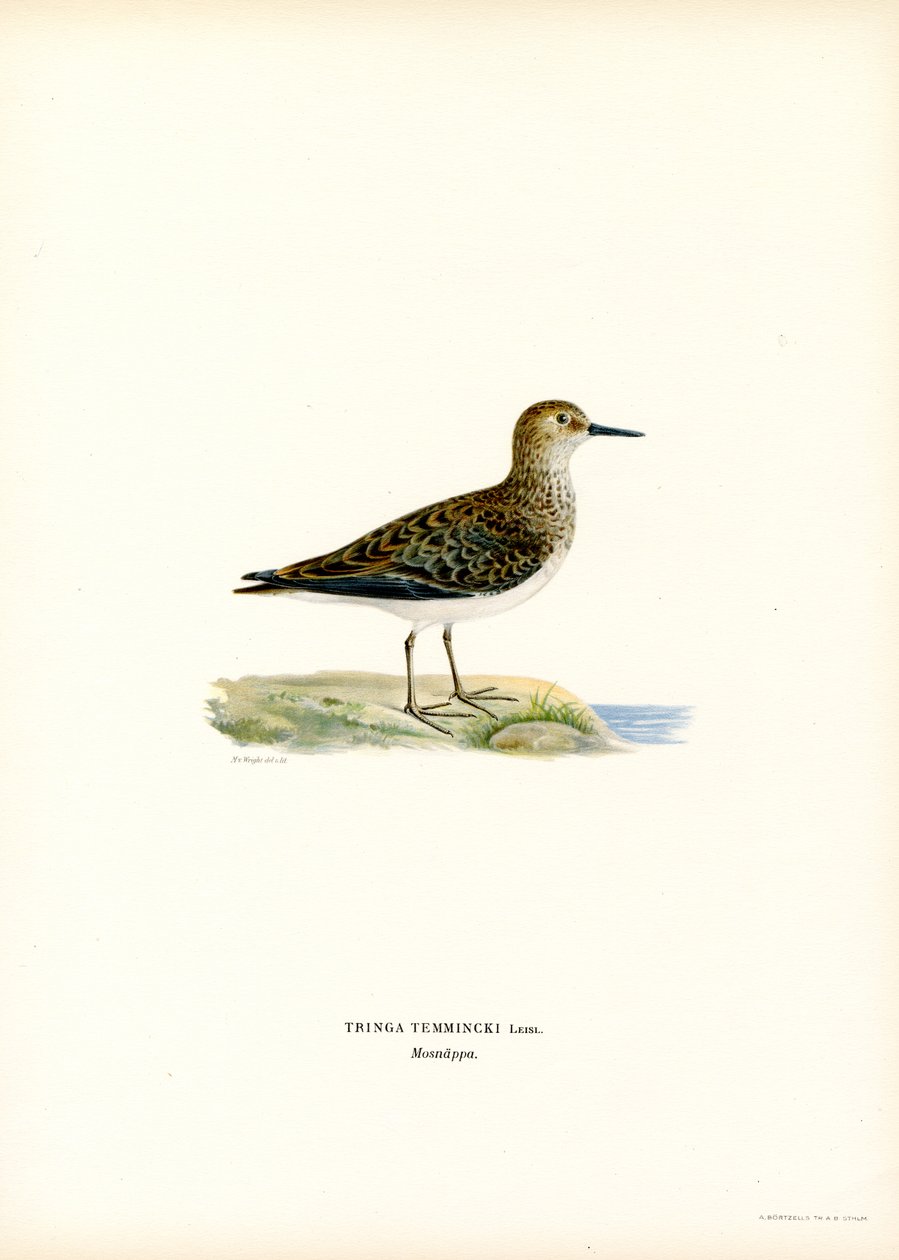 Bécasseau de Temminck - Magnus Ferdinand and Wilhelm von Wright