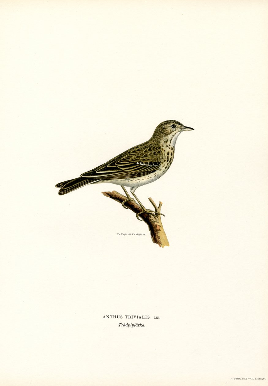 Pipit des arbres - Magnus Ferdinand and Wilhelm von Wright
