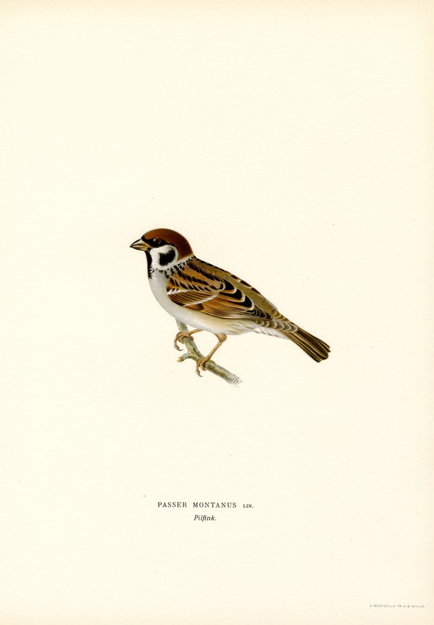 Moineau friquet - Magnus Ferdinand and Wilhelm von Wright