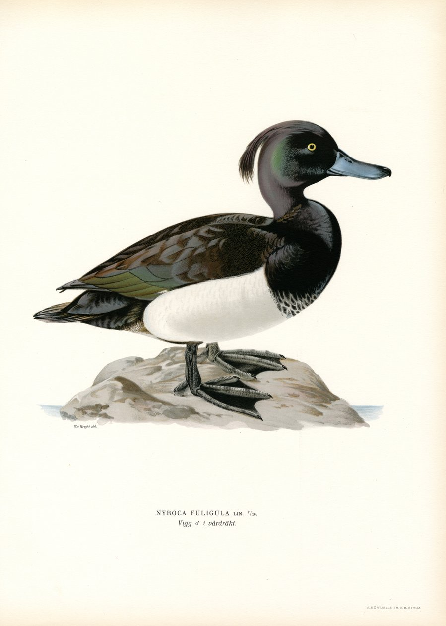 Fuligule morillon - Magnus Ferdinand and Wilhelm von Wright