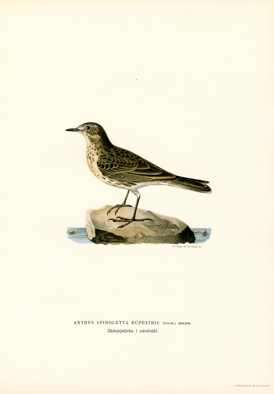 Pipit spioncelle - Magnus Ferdinand and Wilhelm von Wright
