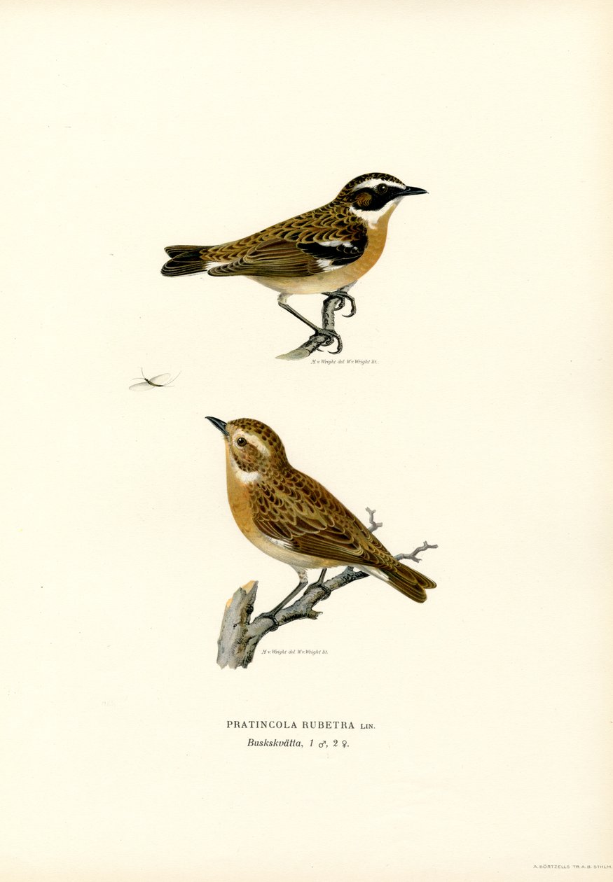 Tarier des prés - Magnus Ferdinand and Wilhelm von Wright