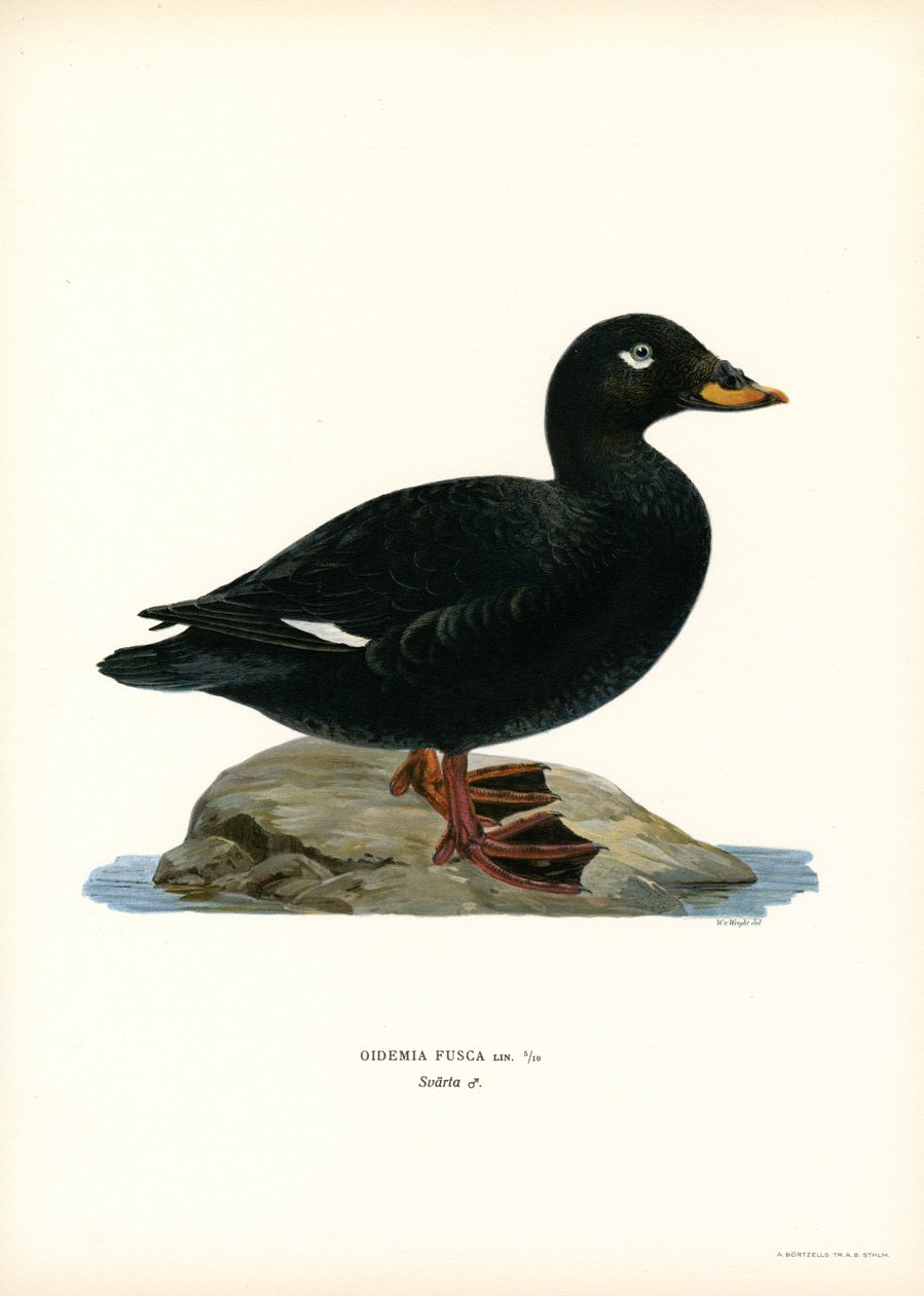 Macreuse brune - Magnus Ferdinand and Wilhelm von Wright
