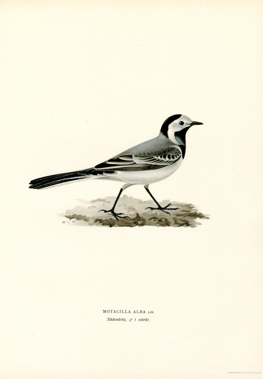 Bergeronnette grise (lithographie en couleur) - Magnus Ferdinand and Wilhelm von Wright