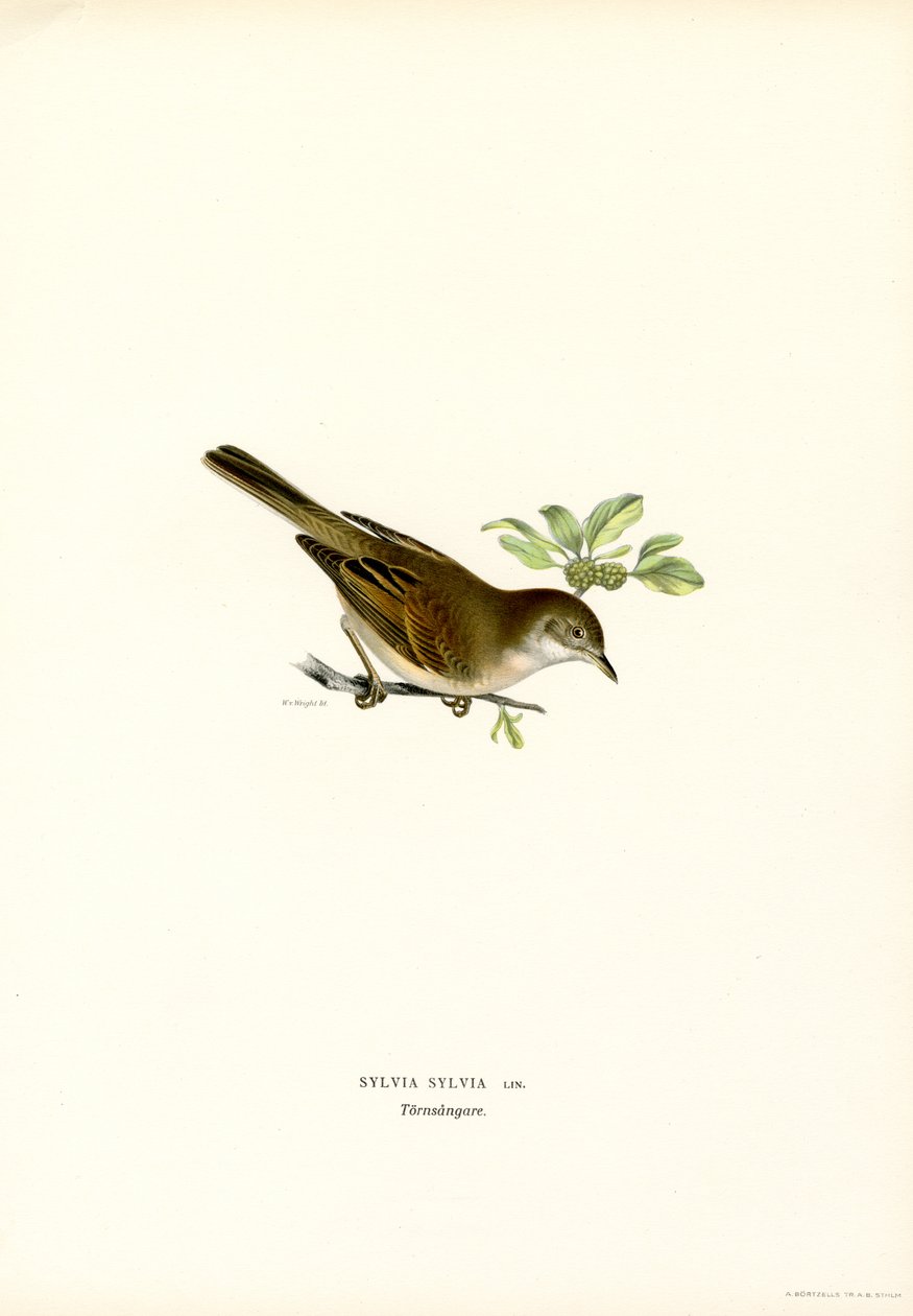 Fauvette grisette - Magnus Ferdinand and Wilhelm von Wright