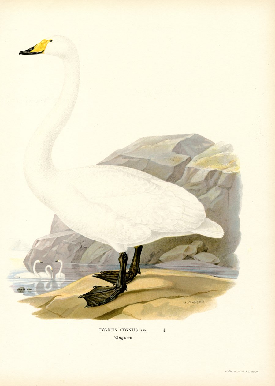 Cygne chanteur - Magnus Ferdinand and Wilhelm von Wright