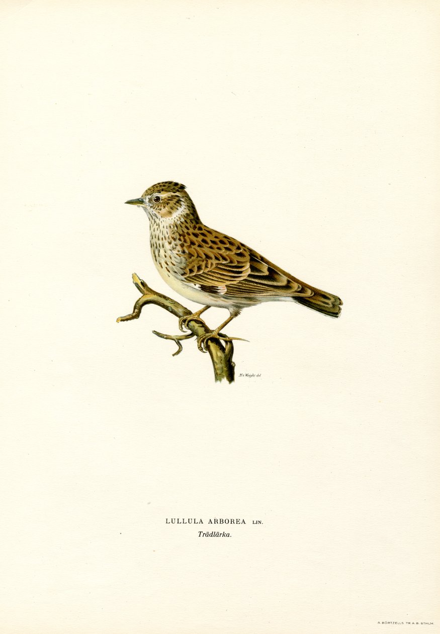 Alouette lulu - Magnus Ferdinand and Wilhelm von Wright