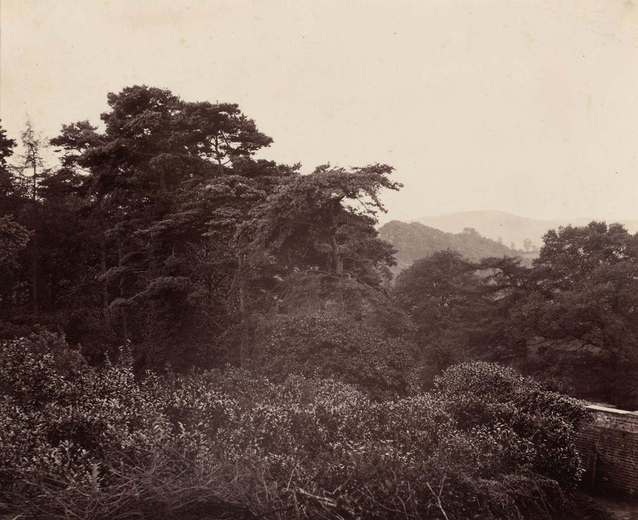 Étude de feuillage, c. 1863 (photo) - Major Francis Gresley