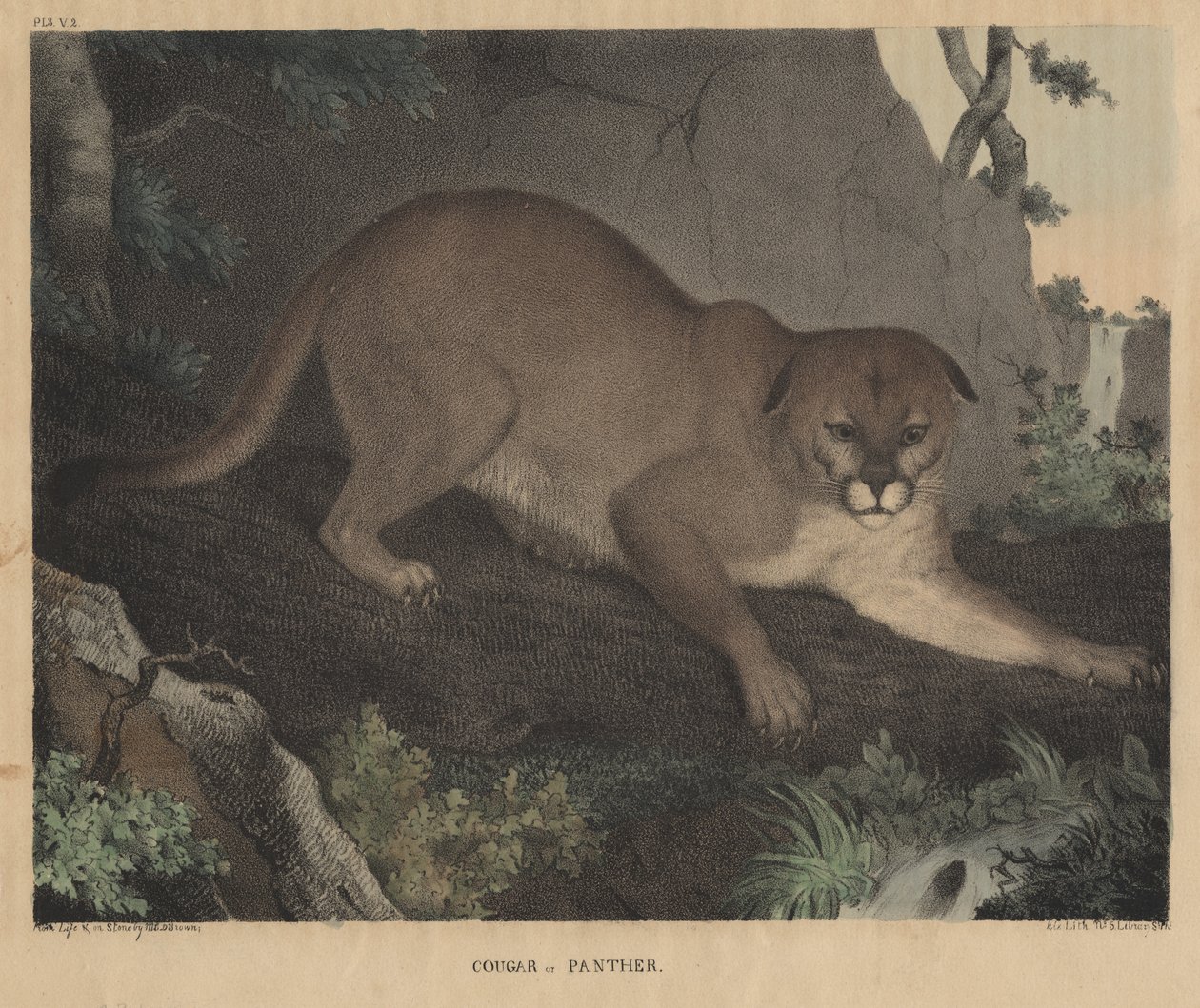 Cougar ou Panthère, de 