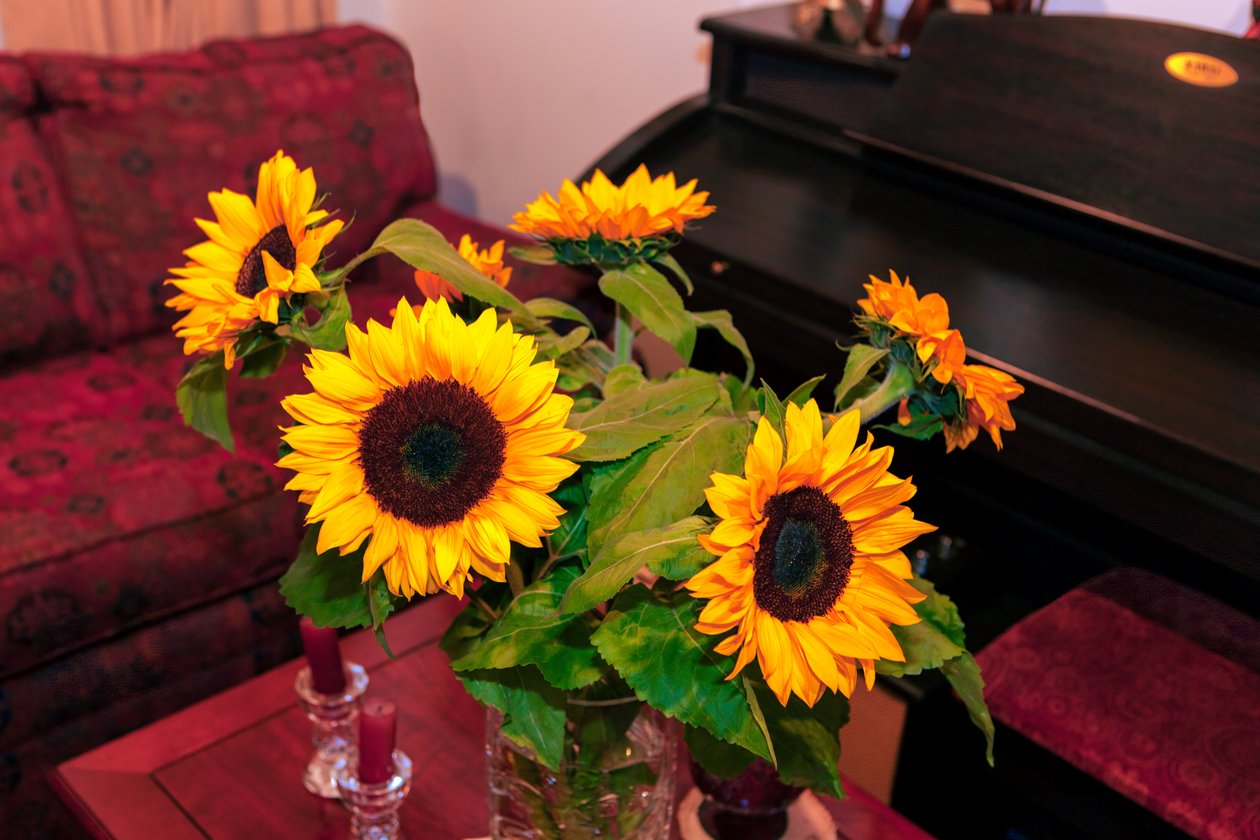 Tournesols jaunes brillants ou Helianthus annuus des montagnes des Andes en Colombie décorent une maison à Bogota - Mano Chandra Dhas
