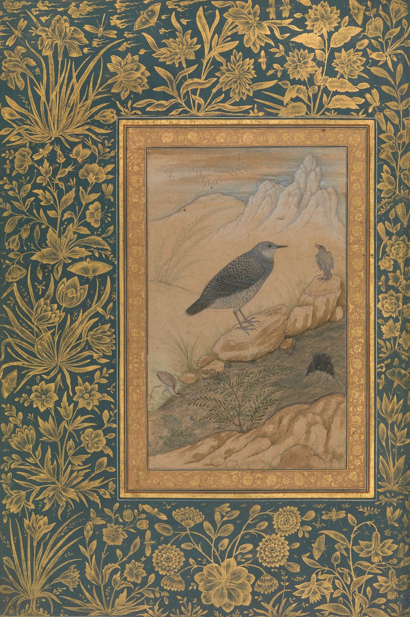 Plongeur et autres oiseaux, Folio de l