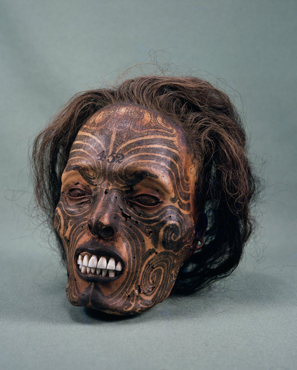 Tête de chef tribal, tatouée et momifiée, civilisation maorie - Maori Maori