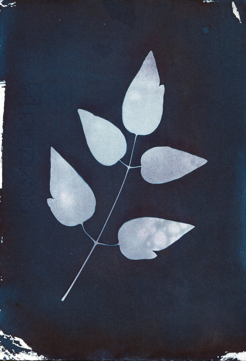 Cyanotype, 2023 (cyanotype sur papier) - Marco Campedelli