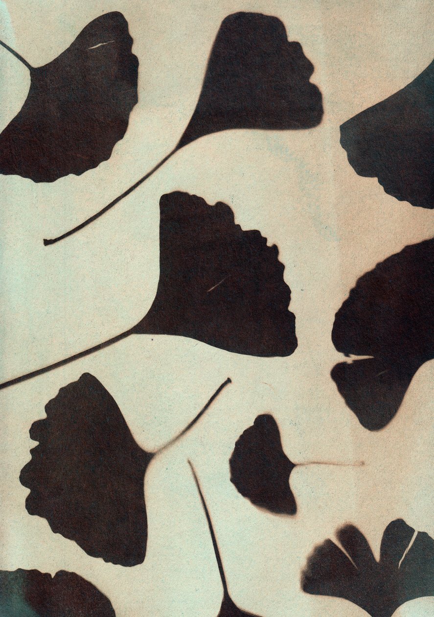Ginkgo biloba, 2023 (cyanotype, technique mixte) - Marco Campedelli