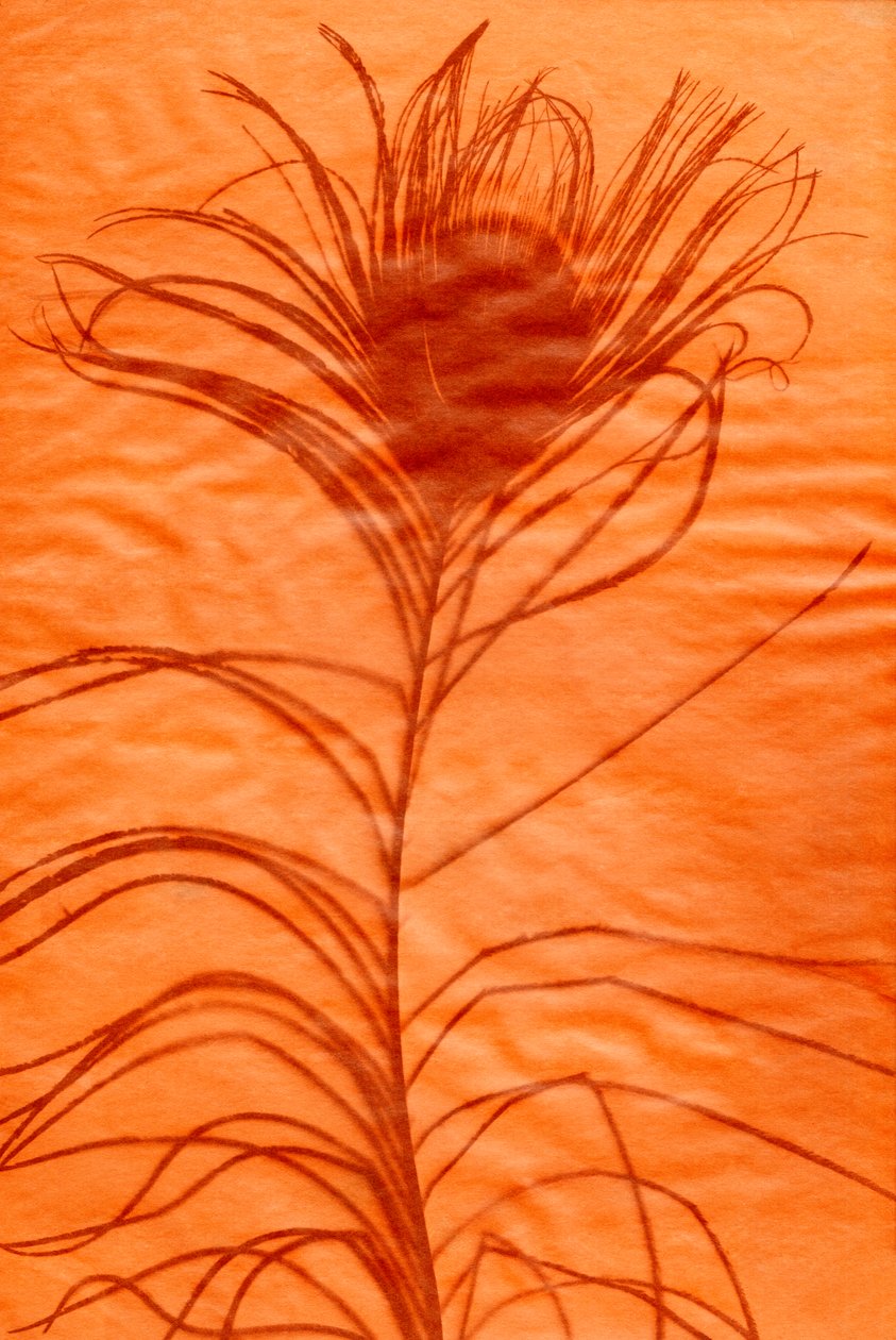Plume de paon, 2023 (technique mixte) - Marco Campedelli