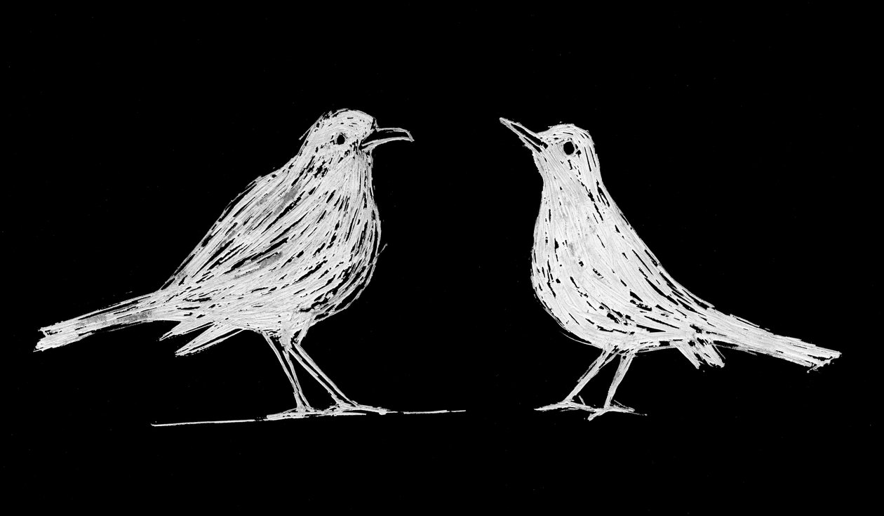 Deux merles blancs, 2017 (scratchboard sur papier) - Marco Campedelli