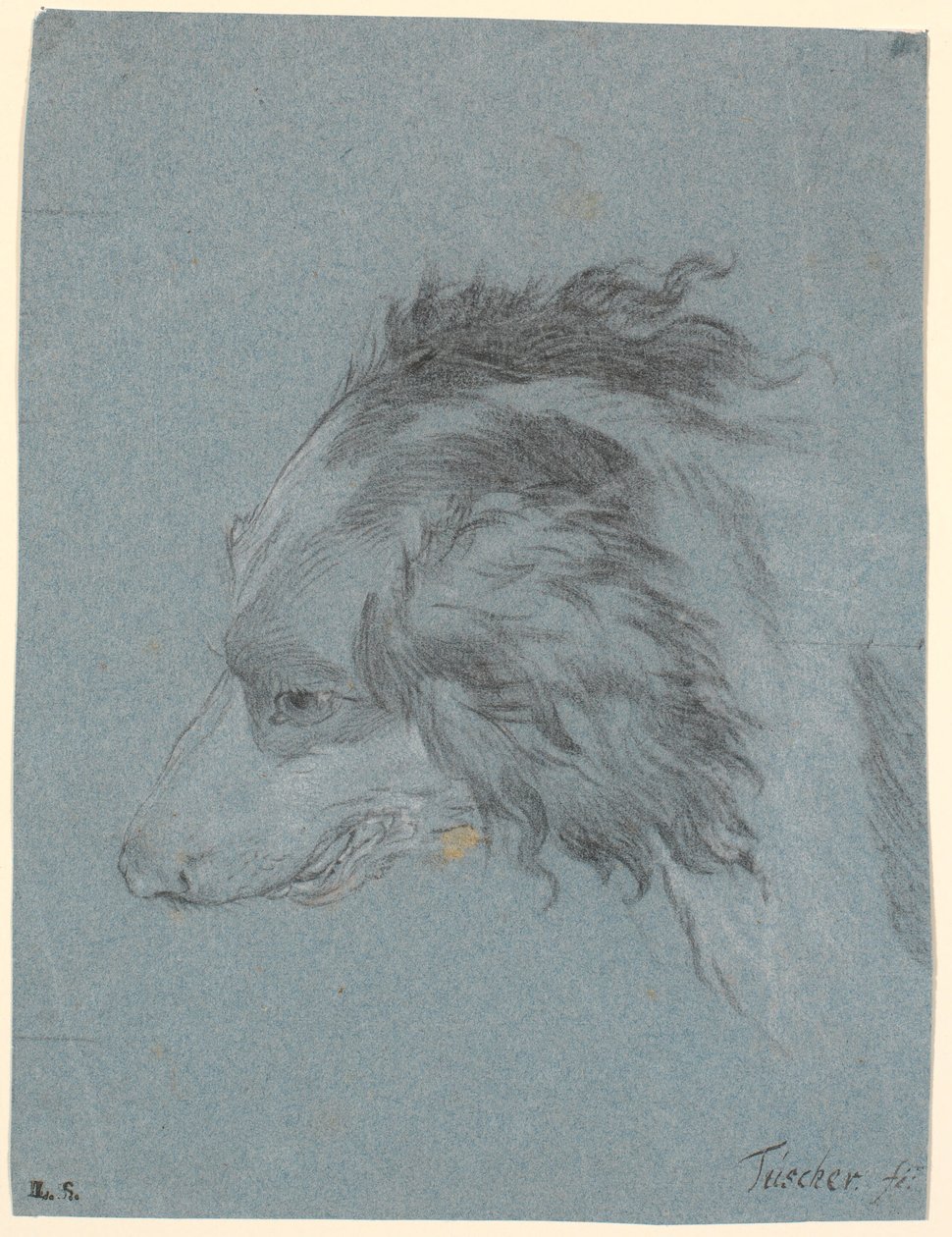 Une tête de chien - Marcus Tuscher