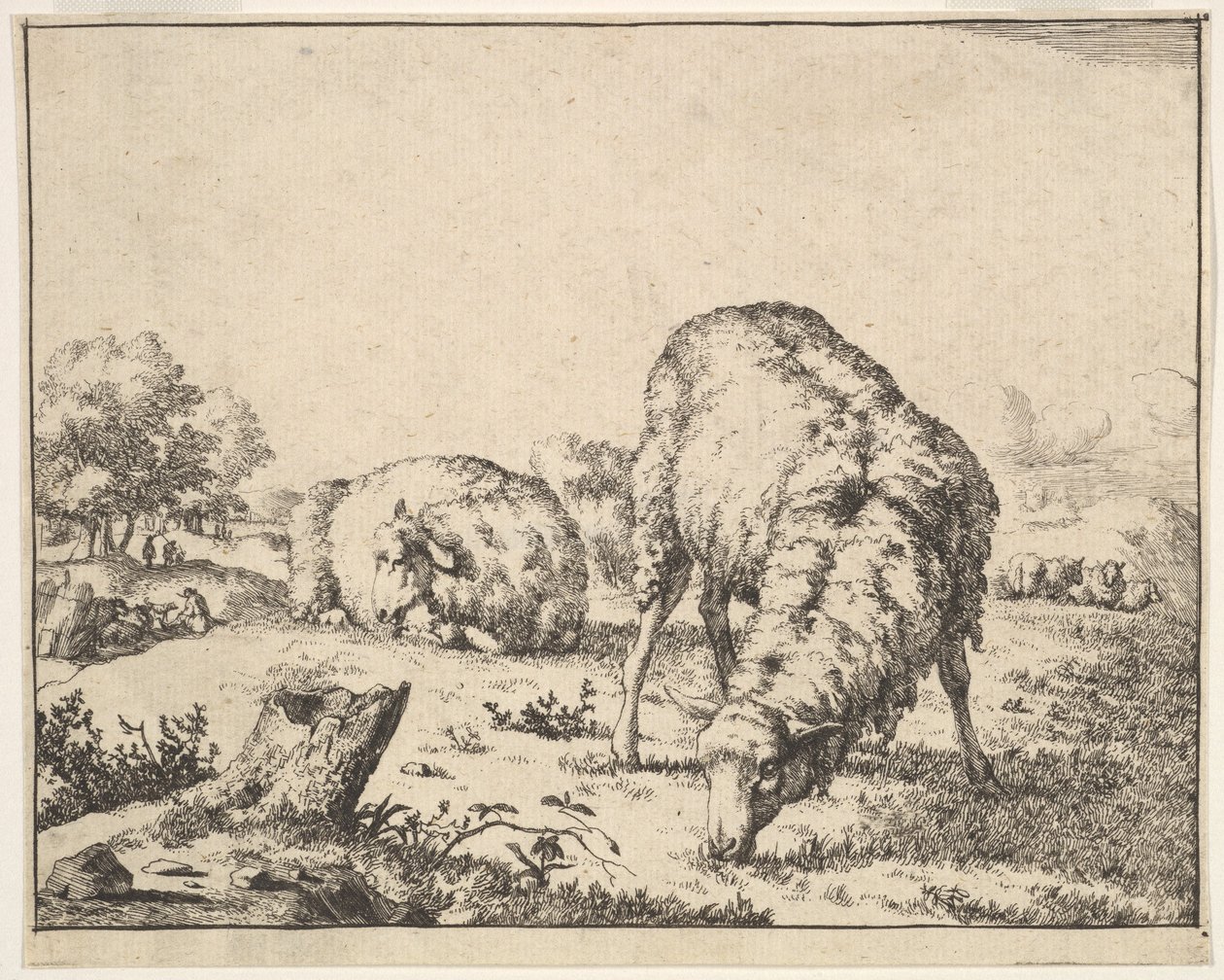 Mouton, d