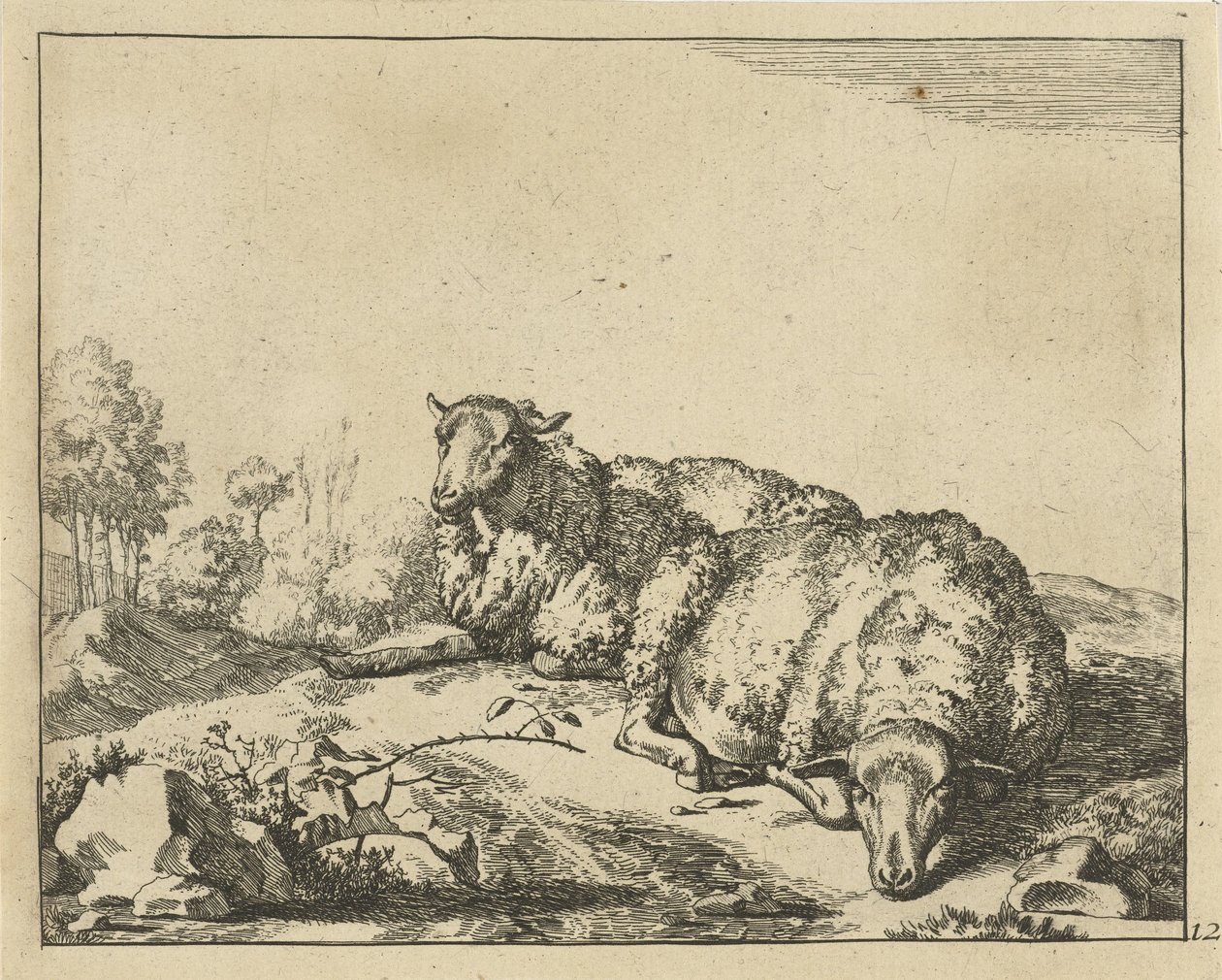 Deux moutons couchés près d