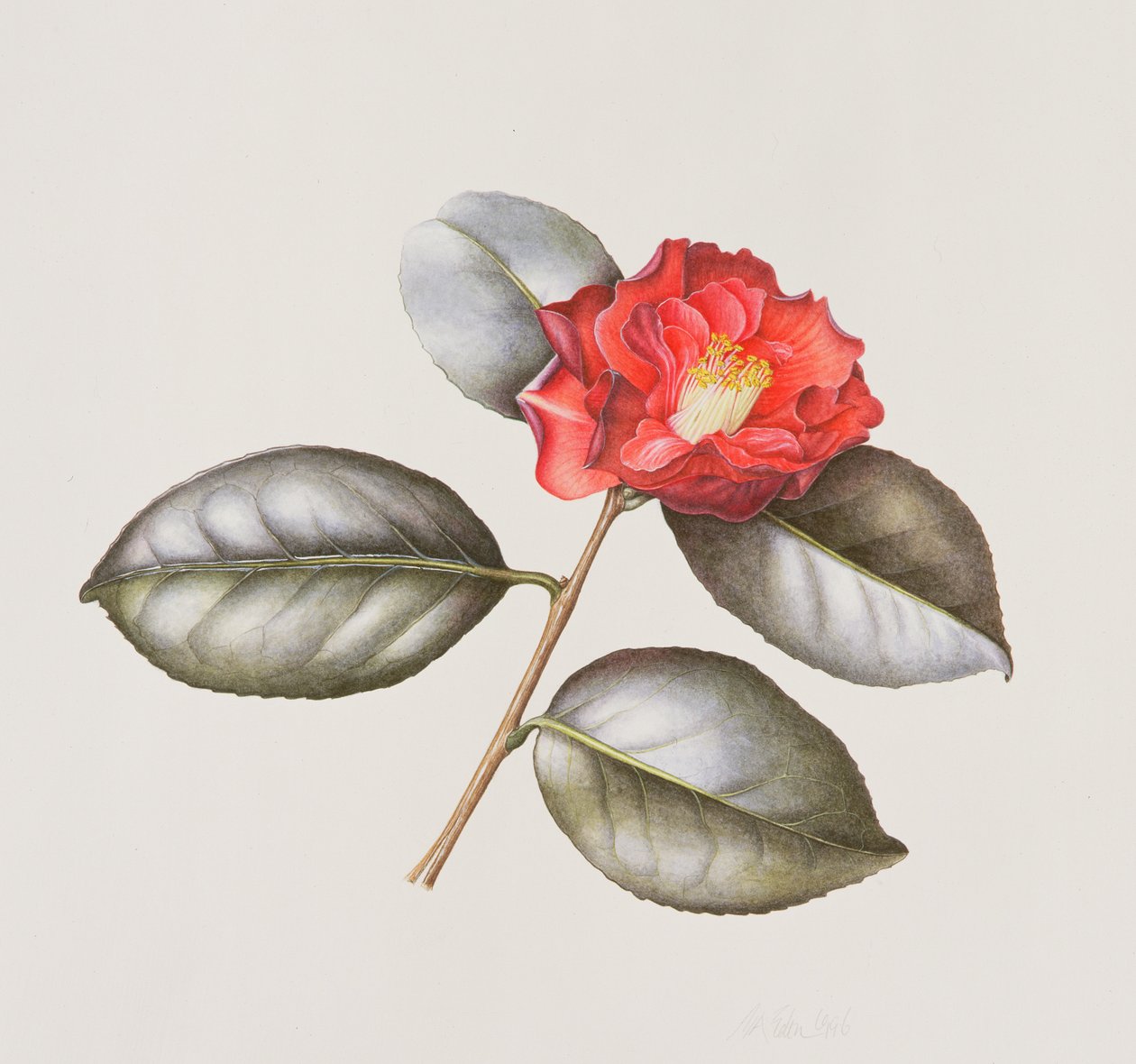 Camélia Japonica Adolphe Anderson, 1996 - Margaret Ann Eden