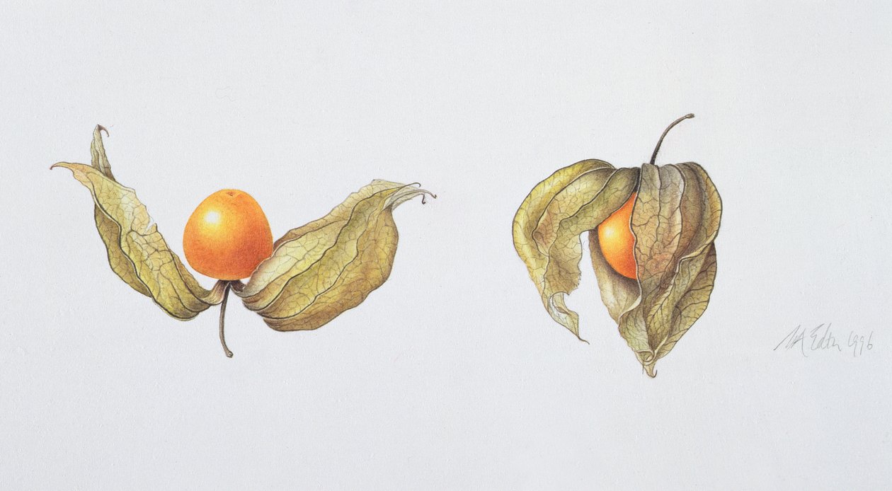 Physalis (Physalis peruviana) 1996 - Margaret Ann Eden