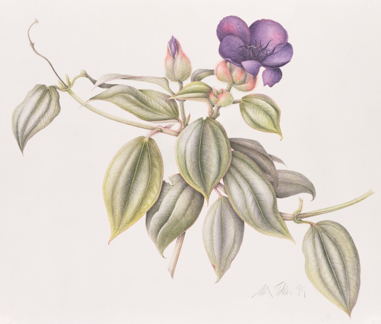 Fleur de Gloire (Tibouchina Urvilleana) 1999 - Margaret Ann Eden