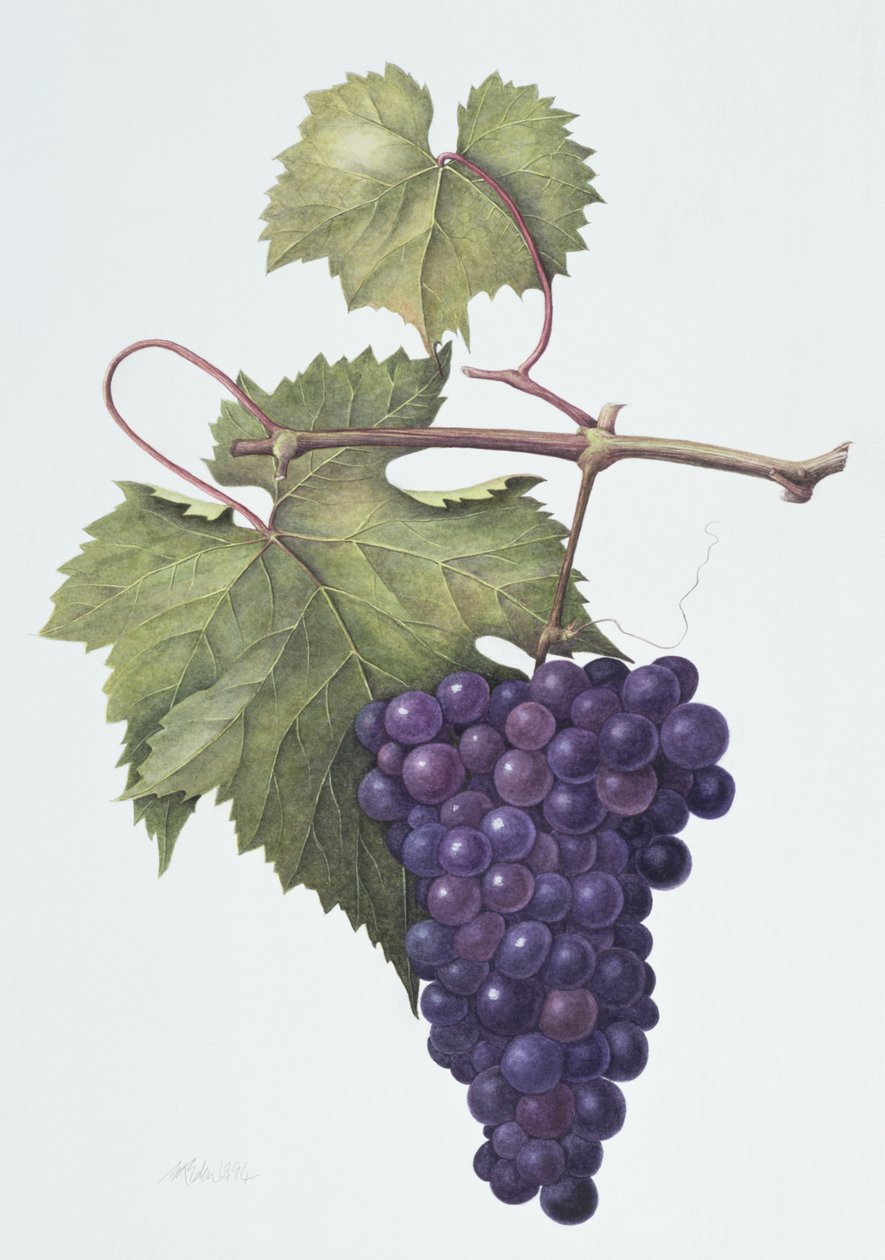 Raisins - Margaret Ann Eden