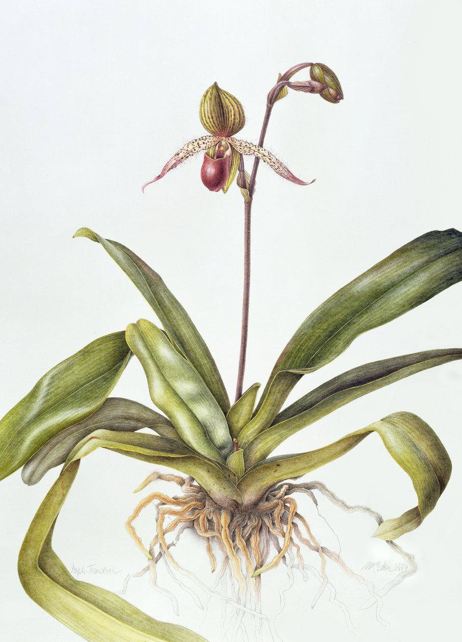 Iris, 1995 - Margaret Ann Eden