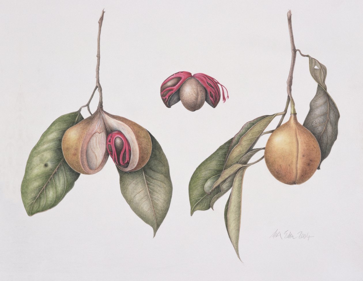 Noix de muscade (Myristica fragrans) - Margaret Ann Eden