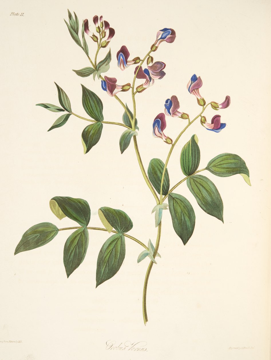 Orobus de printemps, de Illustrations florales des saisons, pub. 1829 - Margaret Roscoe
