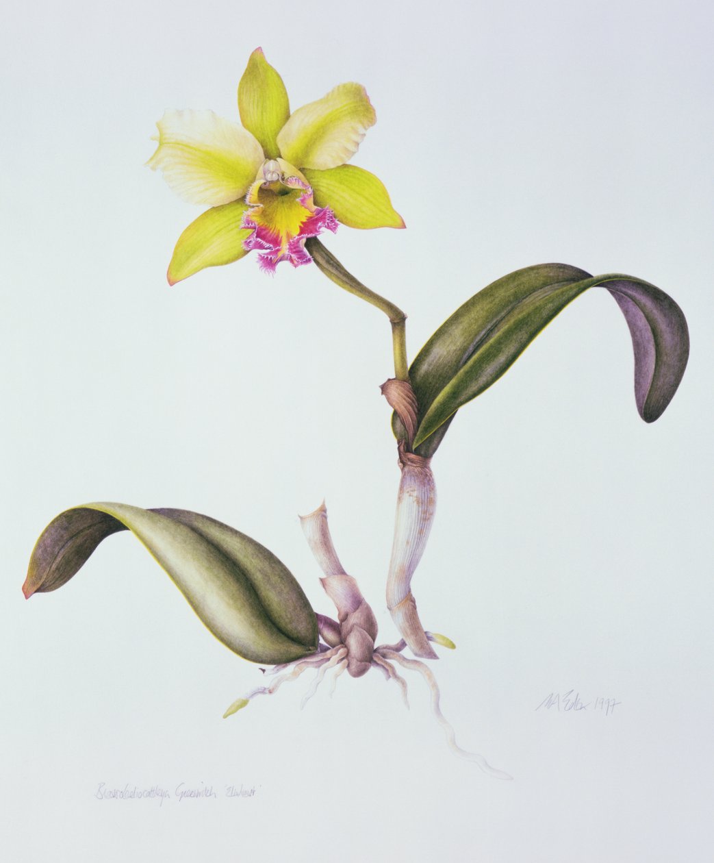 Brassolaeliocattleya Greenwich, Elmhurst - Margaret Ann Eden