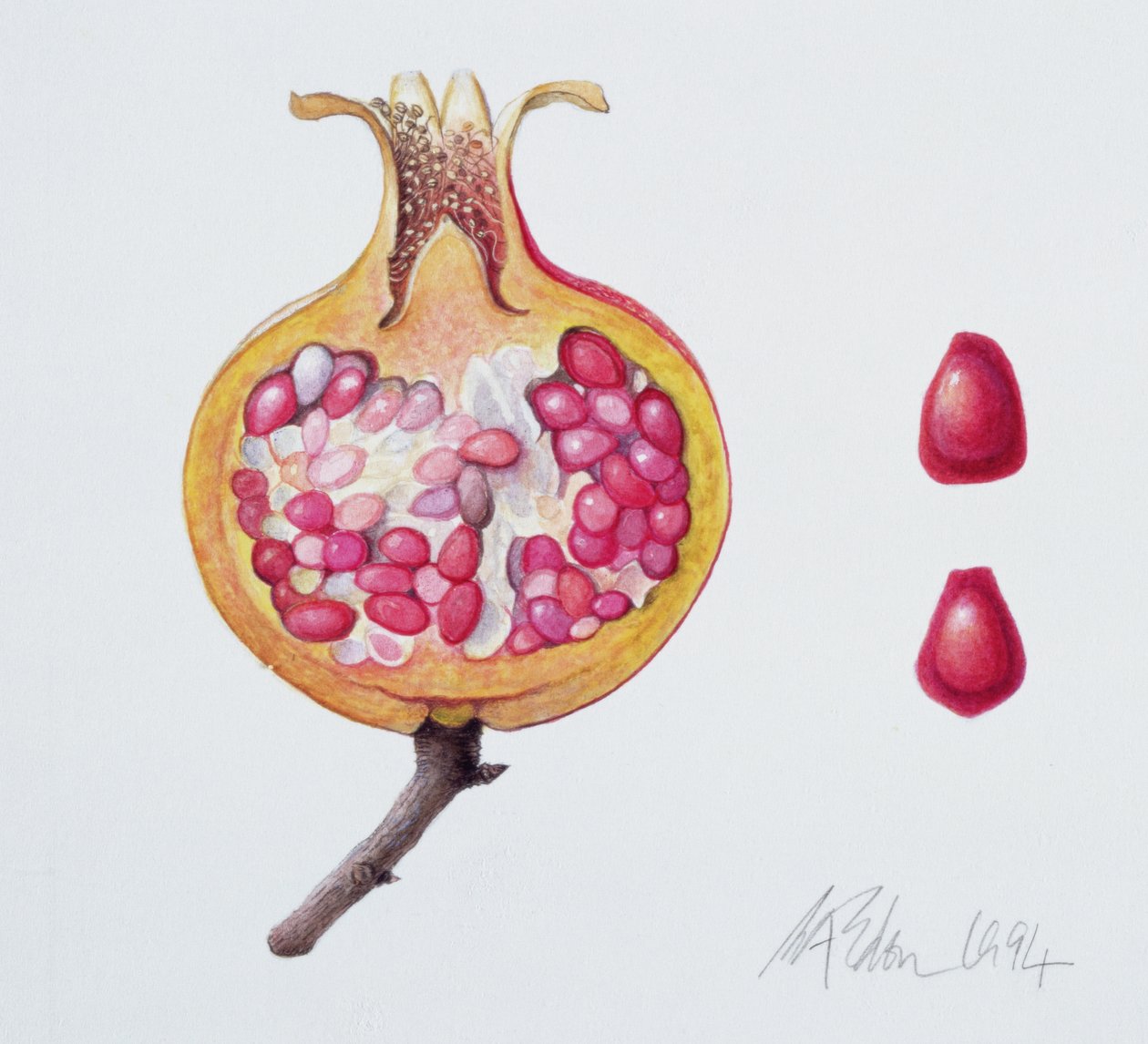 Grenade coupée - Margaret Ann Eden