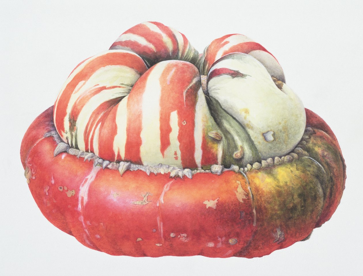 Courge Turban Turc, 1995 - Margaret Ann Eden
