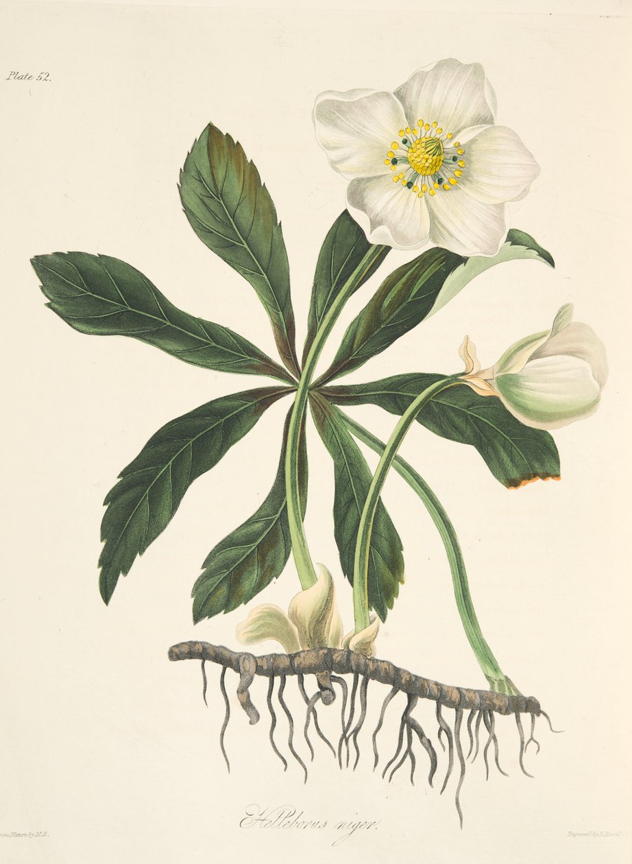 Hellébore noir ou Rose de Noël, des Illustrations florales des saisons, pub. 1829 - Margaret Roscoe