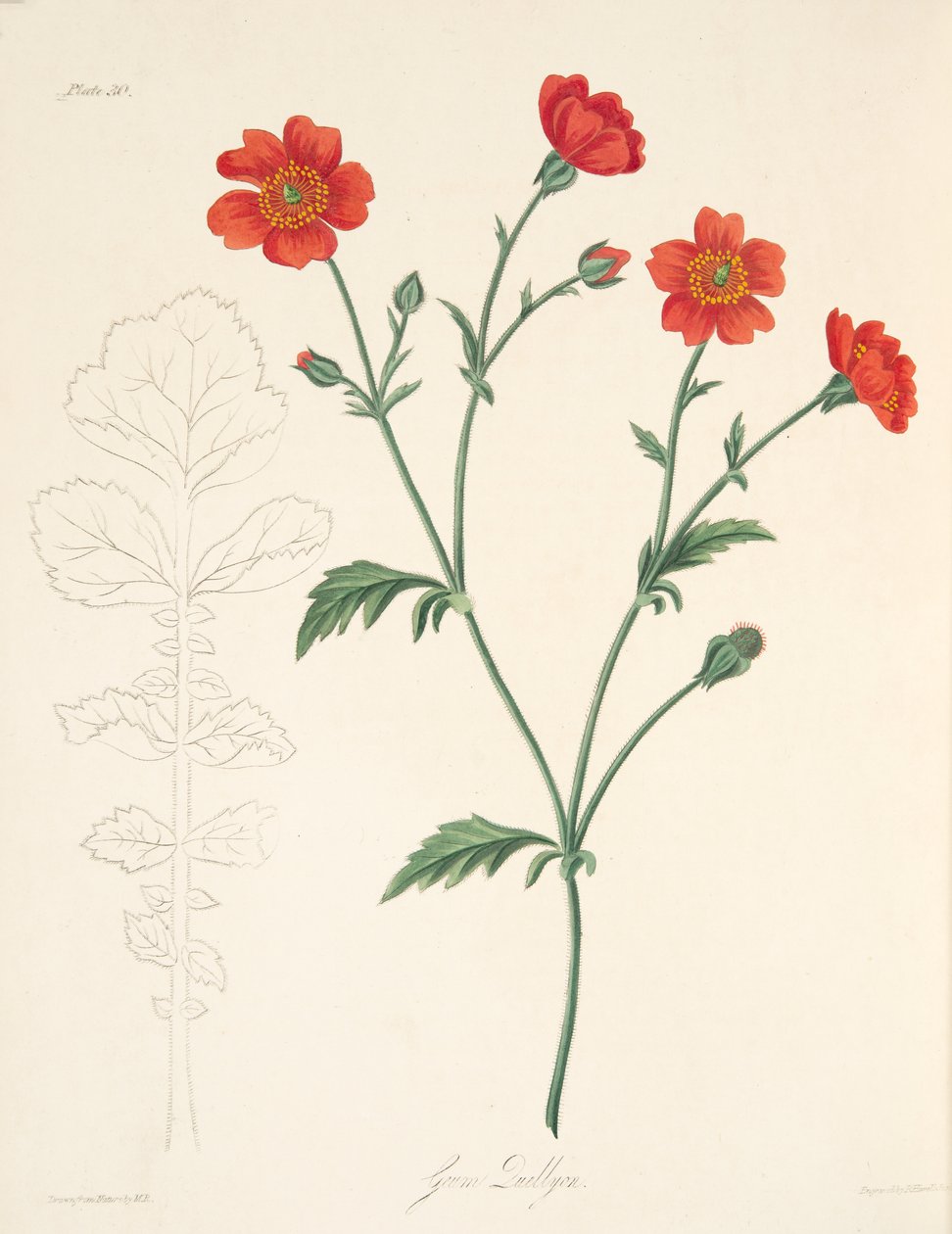 Benoîte du Chili, des Illustrations florales des saisons, pub. 1829 - Margaret Roscoe