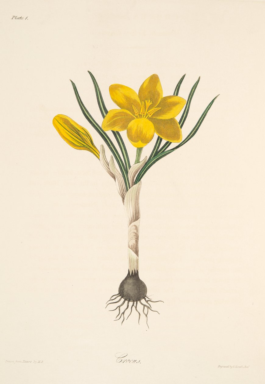 Crocus jaune commun, des Illustrations florales des saisons, pub. 1829 - Margaret Roscoe